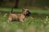 CAIRN TERRIER 424
